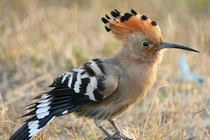 Độc đáo loài chim chiếc mào như vương miện, tự vệ bằng 'mùi hôi'