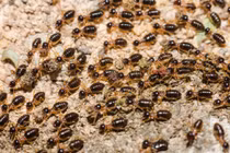 Loài côn trùng nhỏ bé với 'kỹ thuật xây dựng' bậc thầy