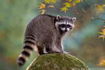 Gấu mèo Bắc Mỹ: Loài thú thông minh, thích nghi đa dạng môi trường