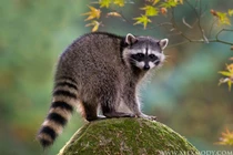 Gấu mèo Bắc Mỹ: Loài thú thông minh, thích nghi đa dạng môi trường