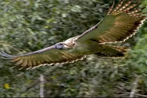 Loài đại bàng hiếm nhất thế giới nguy cơ tuyệt chủng