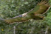 Loài đại bàng hiếm nhất thế giới nguy cơ tuyệt chủng