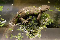 Bí ẩn loài sa giông có thể biến xương thành vũ khí