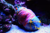 Sinh vật giống 'trái táo' dưới biển, càng đẹp càng nguy hiểm