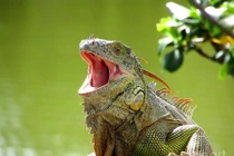 Cận cảnh loài thằn lằn khổng lồ nổi tiếng nhất châu Mỹ 