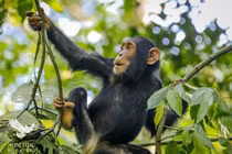 Khám phá trí tuệ và cảm xúc của tinh tinh