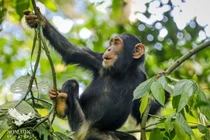 Khám phá trí tuệ và cảm xúc của tinh tinh