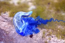 Sinh vật đẹp mê hoặc nhưng nguy hiểm chết người trong đại dương