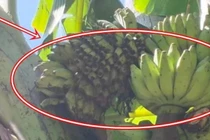 Cây chuối xuất hiện 'điềm lạ', dân làng kéo tới xem nườm nượp