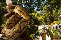 Tận thấy loài trăn dài nhất thế giới, chỉ Việt Nam có