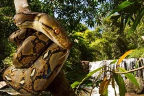 Tận thấy loài trăn dài nhất thế giới, chỉ Việt Nam có