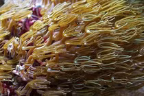 San hô đàn ống - 'bản nhạc sống' dưới đáy đại dương