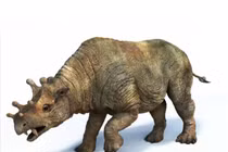 Loài vật kỳ lạ nửa hà mã, nửa tê giác sở hữu răng nanh đáng sợ 