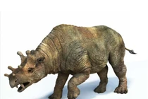 Loài vật kỳ lạ nửa hà mã, nửa tê giác sở hữu răng nanh đáng sợ 