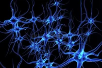 Công bố phát hiện chưa từng có về bộ não 