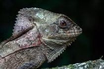 Loài 'khủng long tí hon' đội mũ sống giữa rừng Trung Mỹ