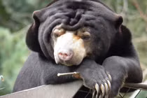 Loài gấu nhỏ nhất thế giới ở Việt Nam có gì đặc biệt?