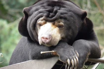 Loài gấu nhỏ nhất thế giới ở Việt Nam có gì đặc biệt?