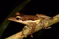 Cái mõm dài kỳ lạ của loài ếch hiếm trong rừng rậm Đông Nam Á 