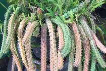 Loài xương rồng đuôi chuột đẹp mê hoặc thế giới