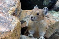 Thỏ đá Bắc Mỹ gây sốt nhờ tiếng kêu lạ vang vọng