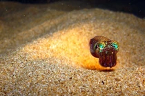 Loài mực phát sáng tí hon lộ diện như viên ngọc giữa biển sâu