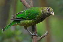  loài chim độc đáo của rừng Úc