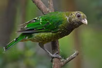 Khám phá chim nhại mèo xanh: loài chim độc đáo của rừng Úc