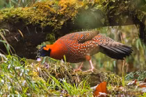 Vẻ đẹp kỳ lạ của gà lôi tía sừng xanh trên đỉnh Himalaya