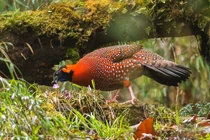 Vẻ đẹp kỳ lạ của gà lôi tía sừng xanh trên đỉnh Himalaya