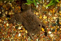 Độc đáo cóc Surinam sinh con trên lưng, nhìn sởn gai ốc