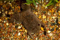 Độc đáo cóc Surinam sinh con trên lưng, nhìn sởn gai ốc