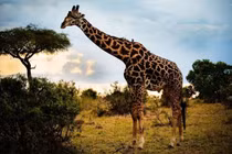 Giúp duy trì hệ sinh thái. Chúng ăn lá cao, mở đường ánh sáng cho cây thấp và phát tán hạt giống trong môi trường. Ảnh: Pinterest.