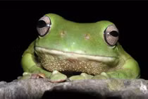 Nhái xanh Australia: loài lưỡng cư lớn, màu biến đổi theo môi trường