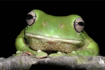 Nhái xanh Australia: loài lưỡng cư lớn, màu biến đổi theo môi trường