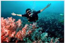 Khám phá hệ sinh thái biển đa dạng của Côn Đảo