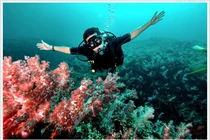 Khám phá hệ sinh thái biển đa dạng của Côn Đảo