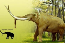 Chiêm ngưỡng loài voi có ngà dài tới 3 mét, từng bị truy lùng ráo riết 