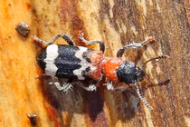 Chiến thuật săn mồi tinh vi của bọ kiến trong rừng thông