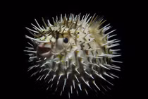 Khám phá khả năng tự vệ độc đáo của cá nóc nhím chấm đen