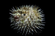 Khám phá khả năng tự vệ độc đáo của cá nóc nhím chấm đen