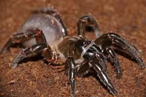 Nhện cửa sập: Chuyên gia săn mồi ẩn mình và đào hang sâu