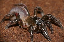  Chuyên gia săn mồi ẩn mình và đào hang sâu