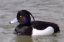 Loài vịt có mào kỳ lạ chỉ xuất hiện tại Việt Nam vào mùa đông