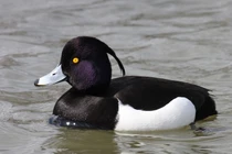 Loài vịt có mào kỳ lạ chỉ xuất hiện tại Việt Nam vào mùa đông