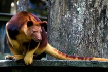 Phát hiện loài chuột túi kỳ lạ leo trèo giỏi nhất hành tinh