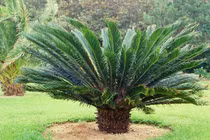 Độc tố đáng sợ của cây vạn tuế, 'hóa thạch sống' giữa thiên nhiên