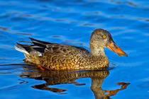 Loài chim nước có chiếc mỏ độc đáo bậc nhất thế giới