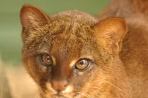 Beo chồn: Loài thú có ngoại hình lạ và khả năng thích nghi cao