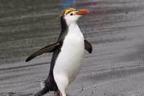 Loài cánh cụt đội 'vương miện vàng' sống trên đảo hoang